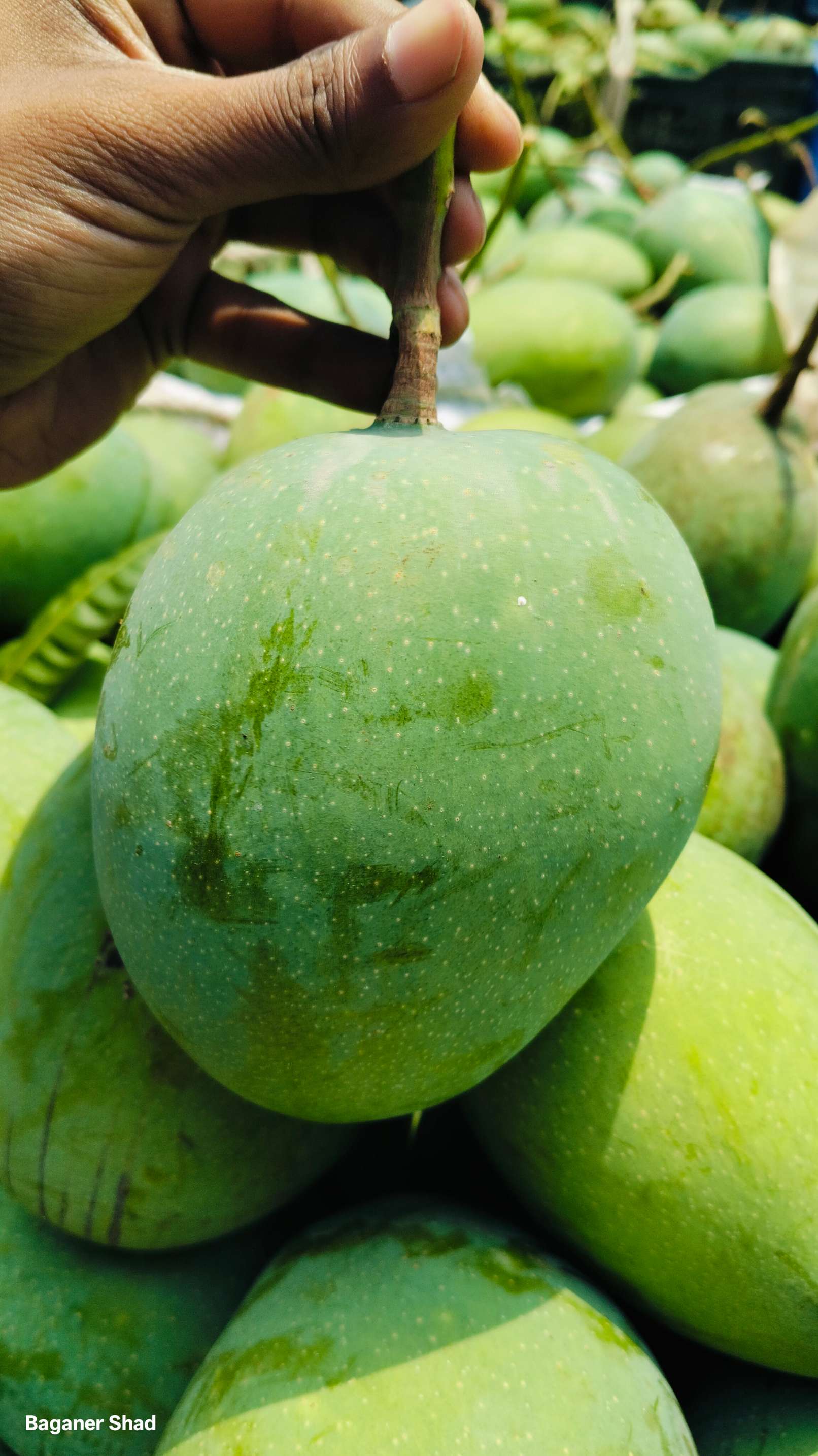 সাতক্ষীরার বিখ্যাত গোবিন্দ ভোগ আম